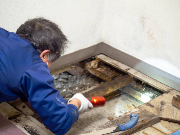 Best Attic Mold Removal  in Seyur, MO
