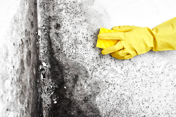 Best Local Mold Removal Service  in Seyur, MO