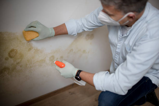 Best Crawl Space Mold Removal  in Seyur, MO