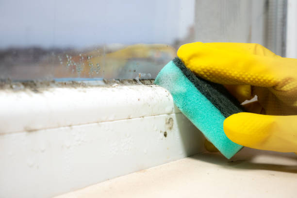 Best Residential Mold Removal  in Seyur, MO