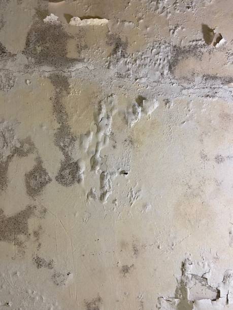 Best Mold Removal and Inspection  in Seyur, MO