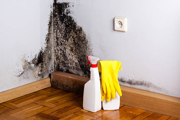 Professional Mold Removal in Seymour, MO