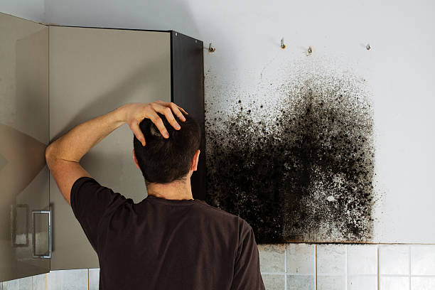Best Same-Day Mold Removal  in Seyur, MO