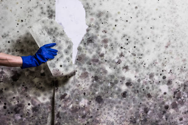 Water Damage Restoration in Seymour, MO
